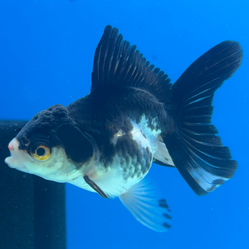 Thai Oranda Panda 2” Body Female(CK-1022)R3B12