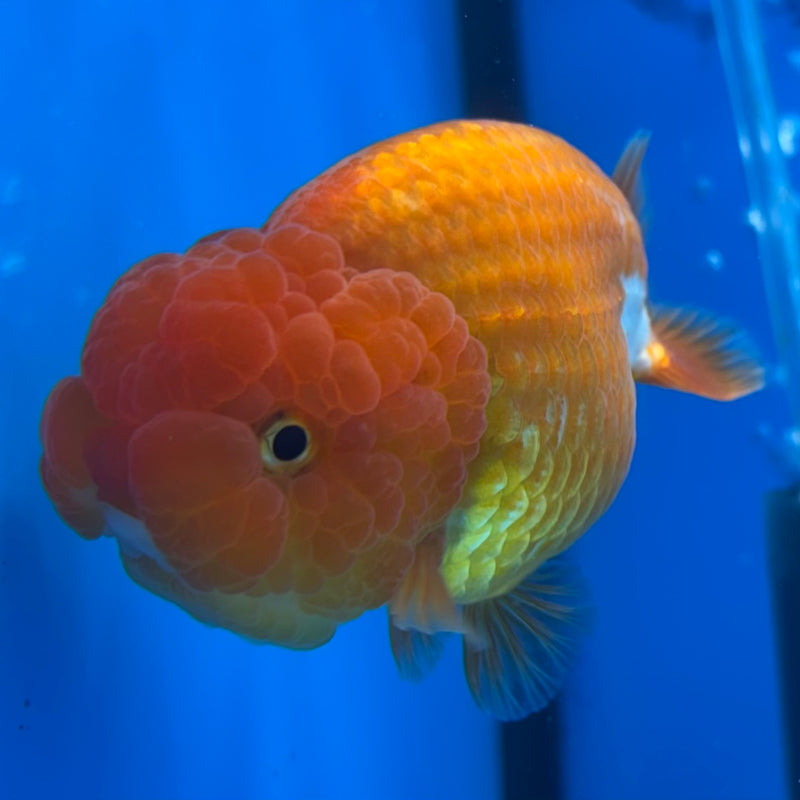 Thai Ranchu Red/White 3” Body Male(CK-994)R3B03