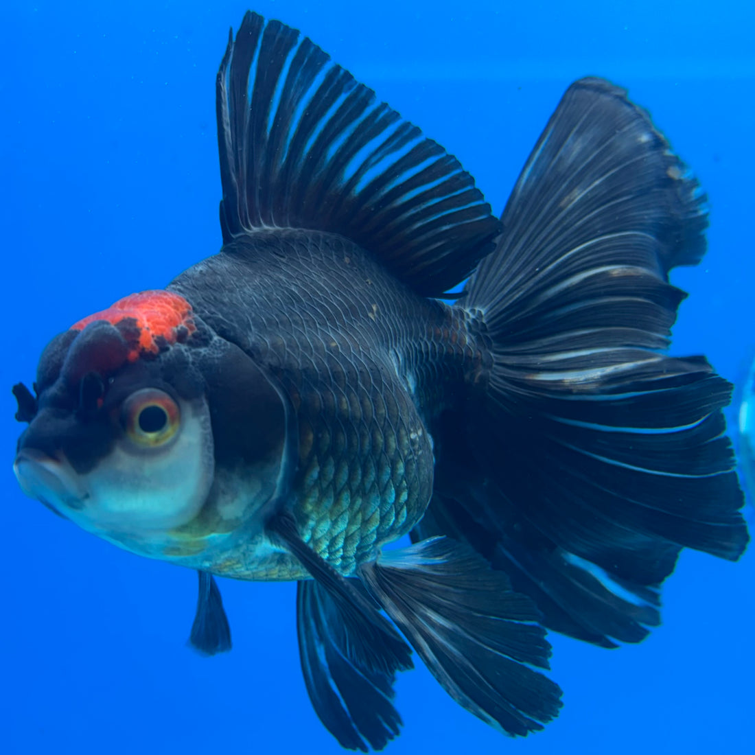 Thai Oranda Tri-Color 3” Male (CK-1561)R3A09