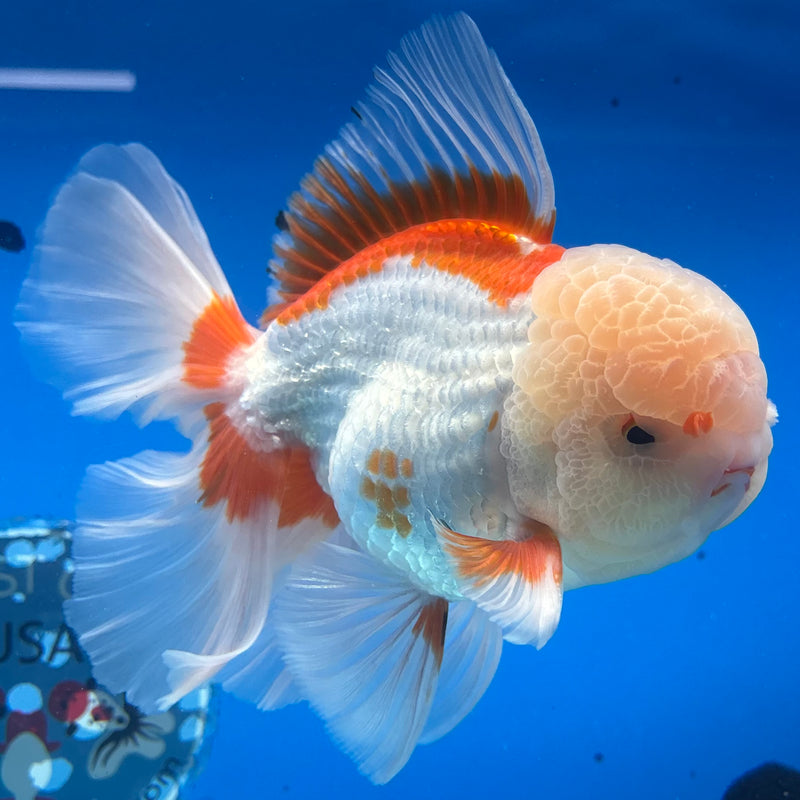 Thai Oranda JUMBO Red/White 4” Body Male(CK-1439)BLUETUB2