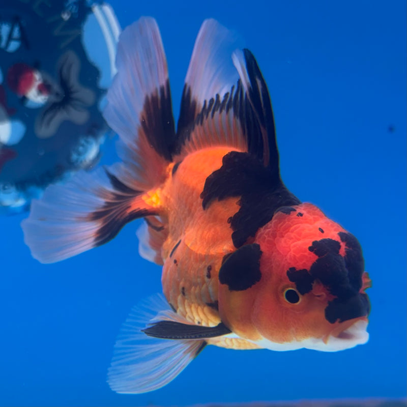 Thai Oranda Apache 2.5” Body Female(CK-905)R3B14