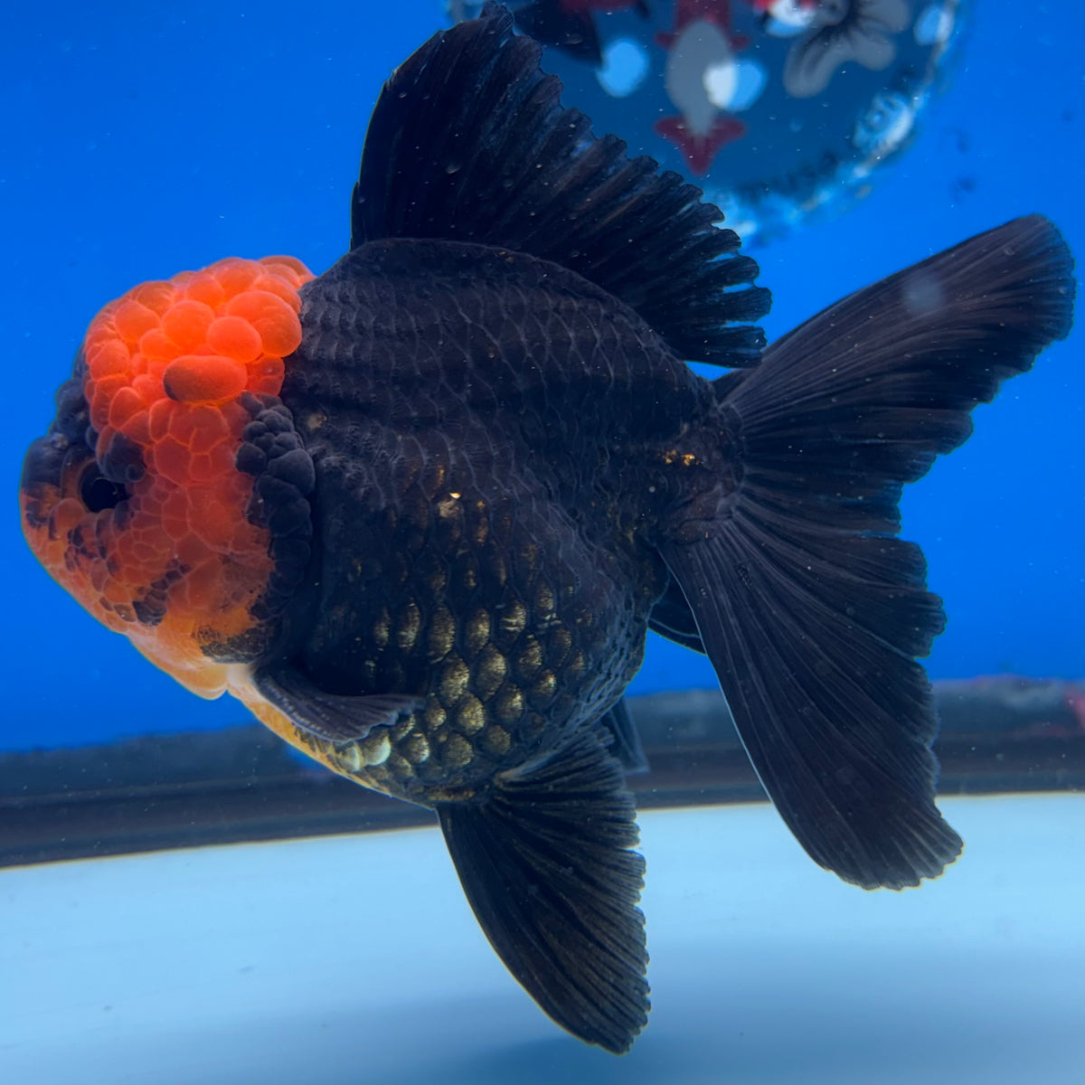 Thai Oranda Apache 3.5" Male(CK-1534)R2A06