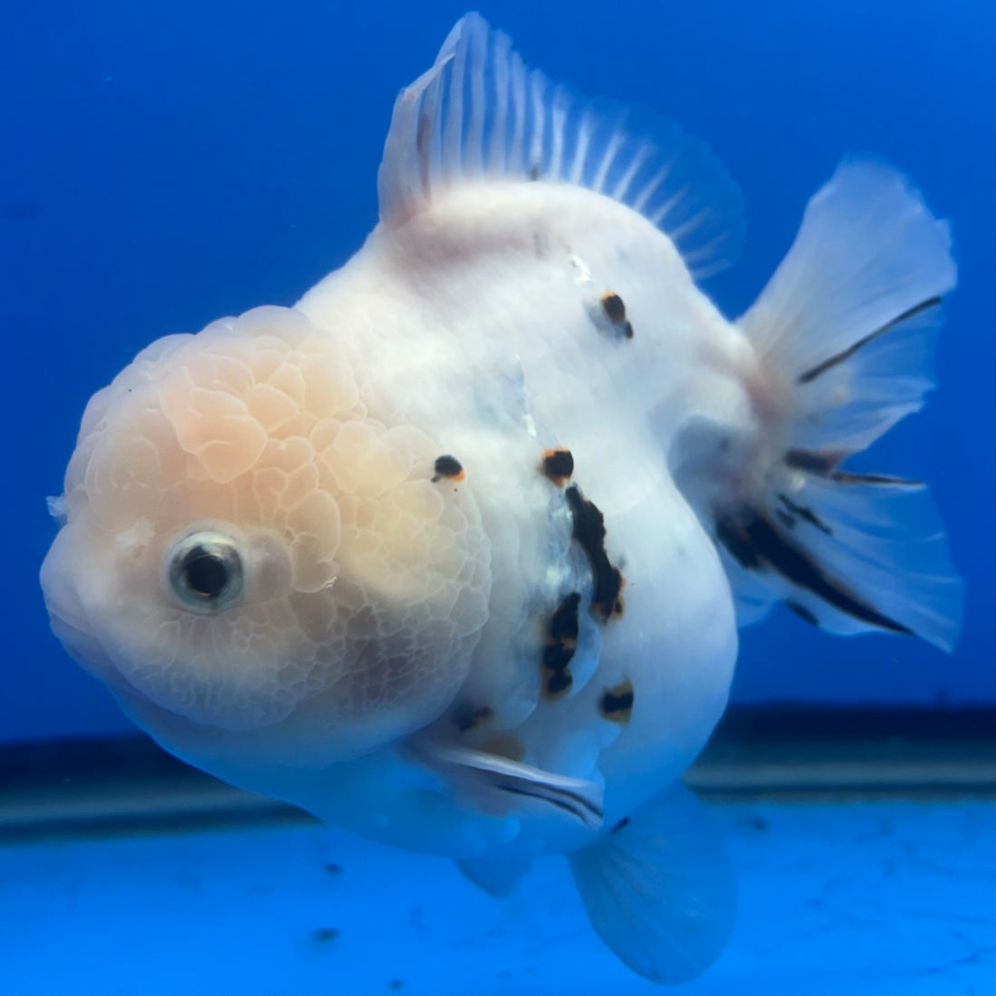 Thai Oranda White Tiger Sakura  4" Female (NKT-CK-1564)BLUETUB-B