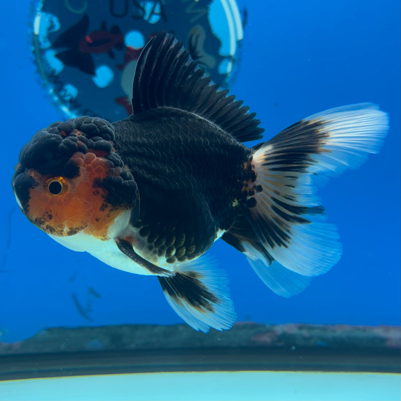 Thai Oranda Tri-Color 3” Body Male(CK-968)R3B21