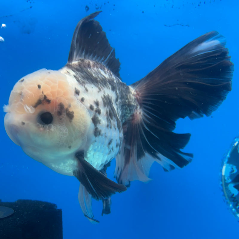 Thai Oranda JUMBO Panda 4” Body Male(CK-1394)SHOWTANK2