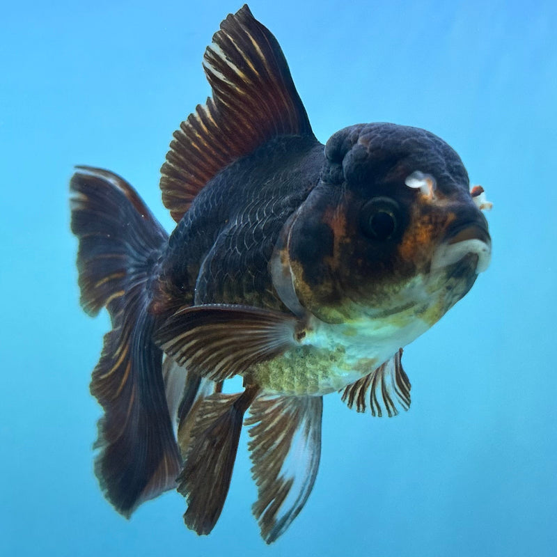Thai Black Oranda 2.5”Body Female (JCD-075)R4C06