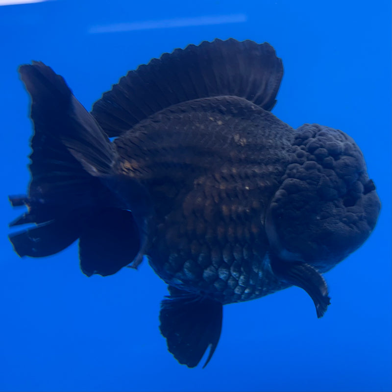 Thai Oranda JUMBO Full Black 4” Body Male(QGF-CK-1339)BLUETUB1