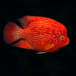 SHORT BODY SUPER RED TEXAS x CRYSTAL RED PARROT FRY 1.00"