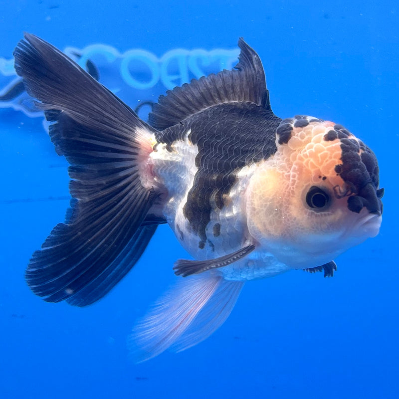 Thai Oranda Panda 3” Body Male(CK-965)R3B18