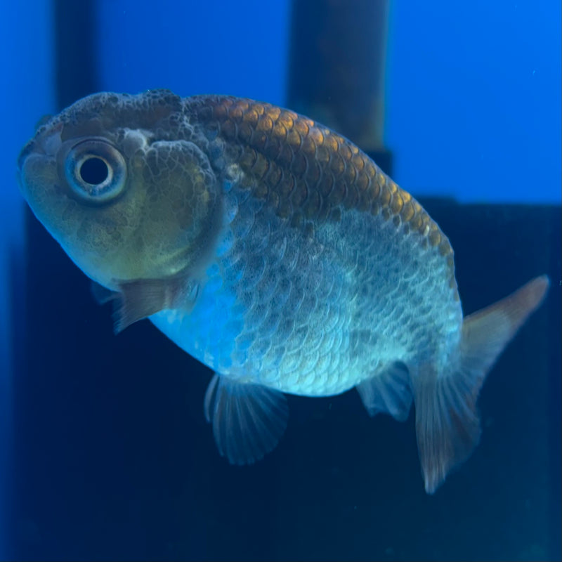 Thai Ranchu Blue RARE FIND 2” Body Male(CK-850)R3B18