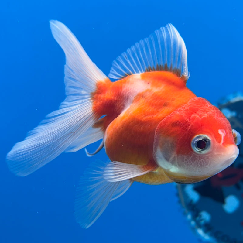 Thai Oranda Red/White Calico 2” Body Female(CK-1267)R3B06