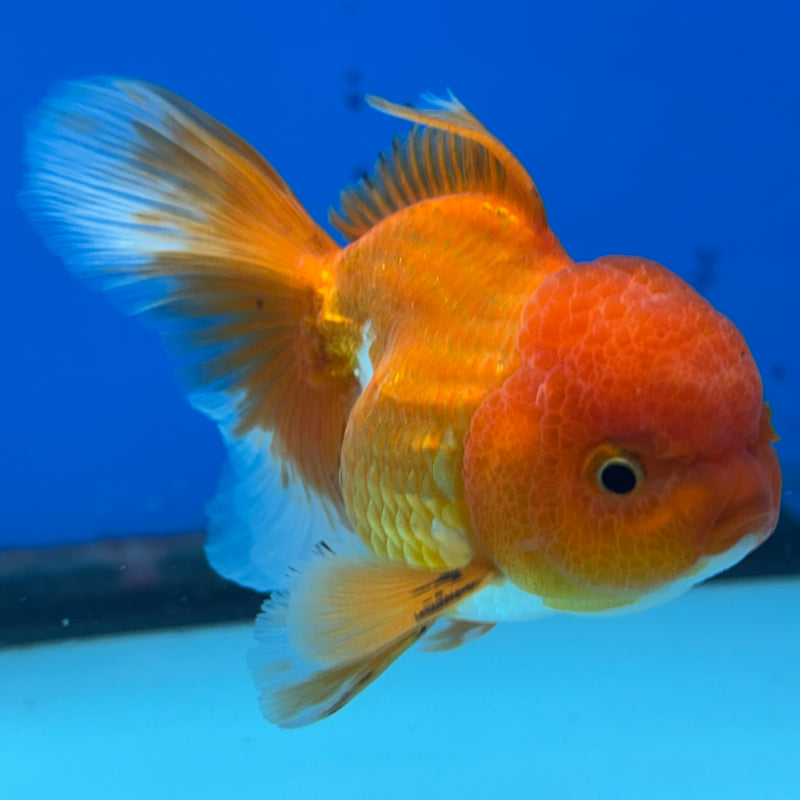 Thai Oranda Tri-Color 2.5” Body Male(CK-990)R3B07