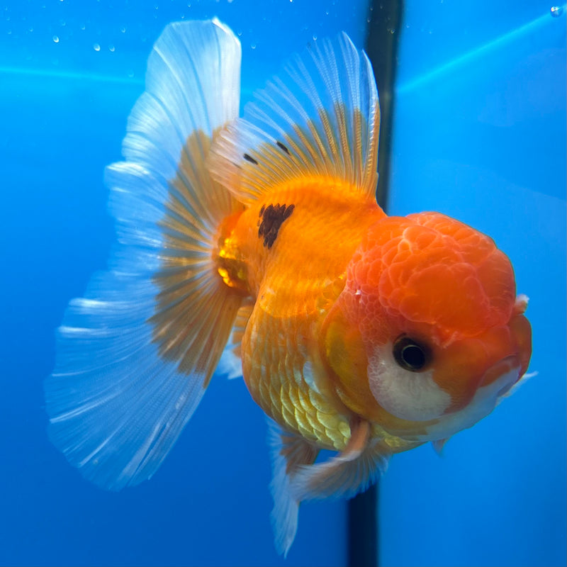 Thai Oranda Tri-Color 3” Body Female(BIN-CK-1062)SHOWTANK2