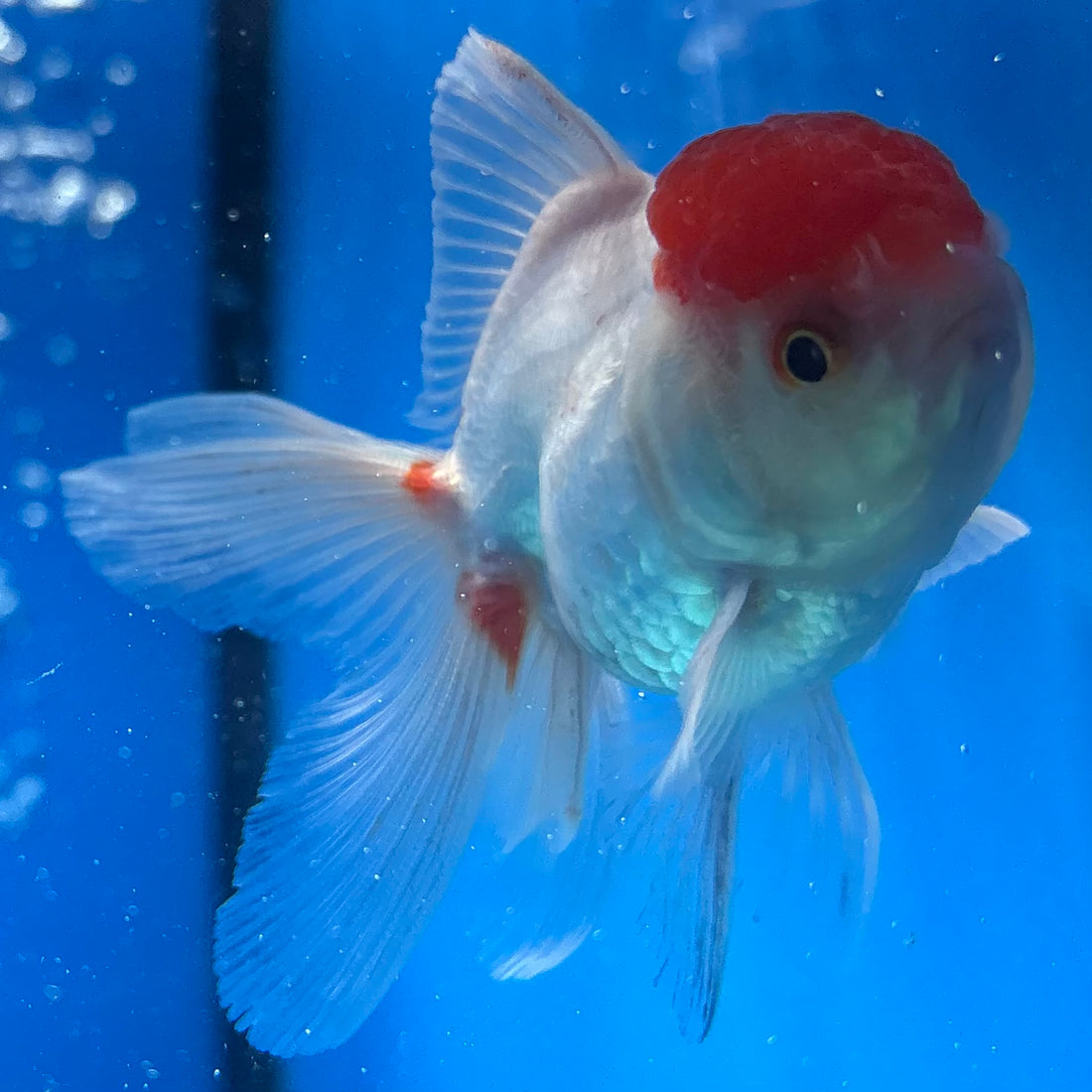 Thai Oranda White Body Red Cap 2” Male (CK-1560)R3A09
