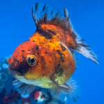 Thai Oranda Calico Yuanbao by SHOGUN 2.5” Body Male(CK-1592)R3B08