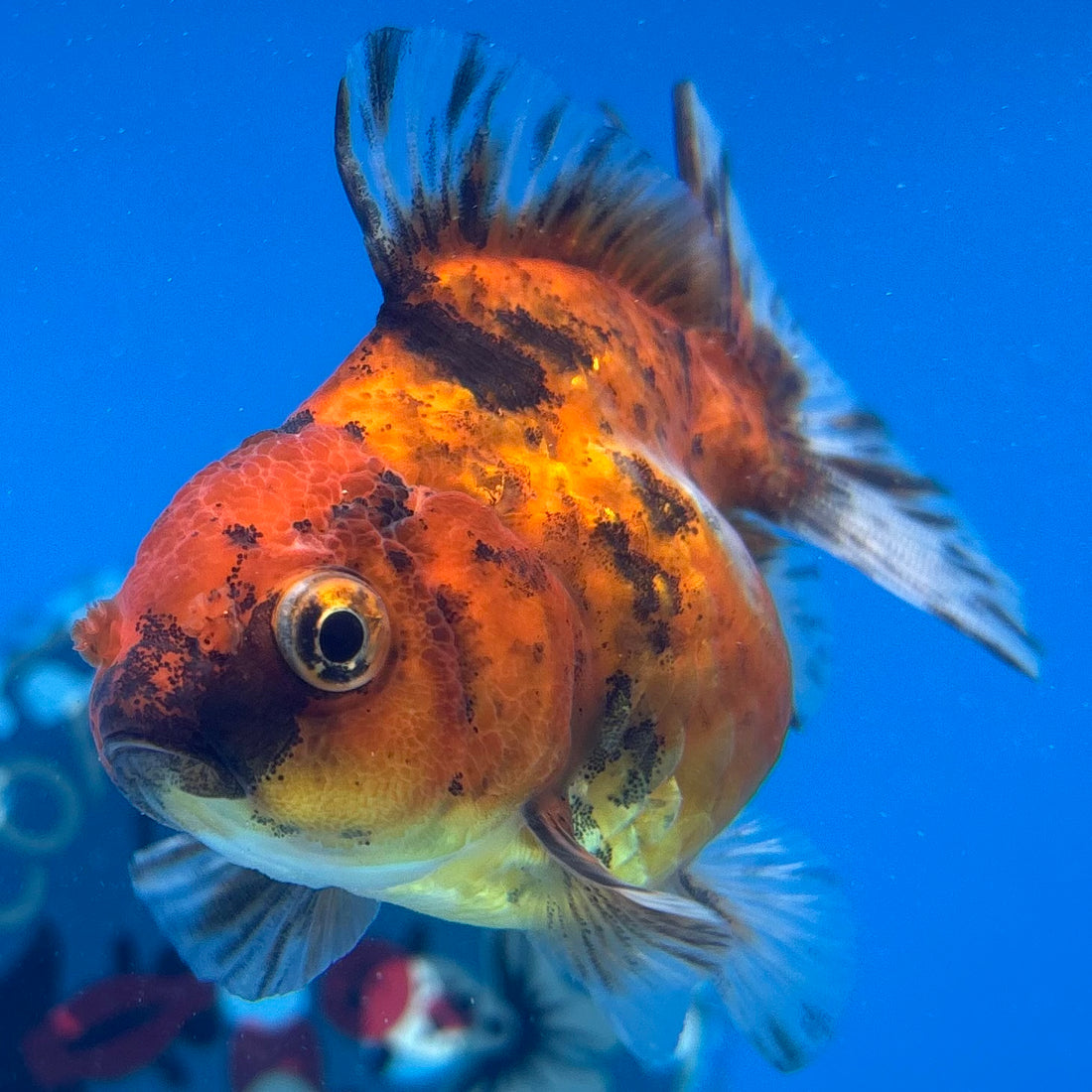 Thai Oranda Calico Yuanbao by SHOGUN 2.5” Body Male(CK-1592)R3B08