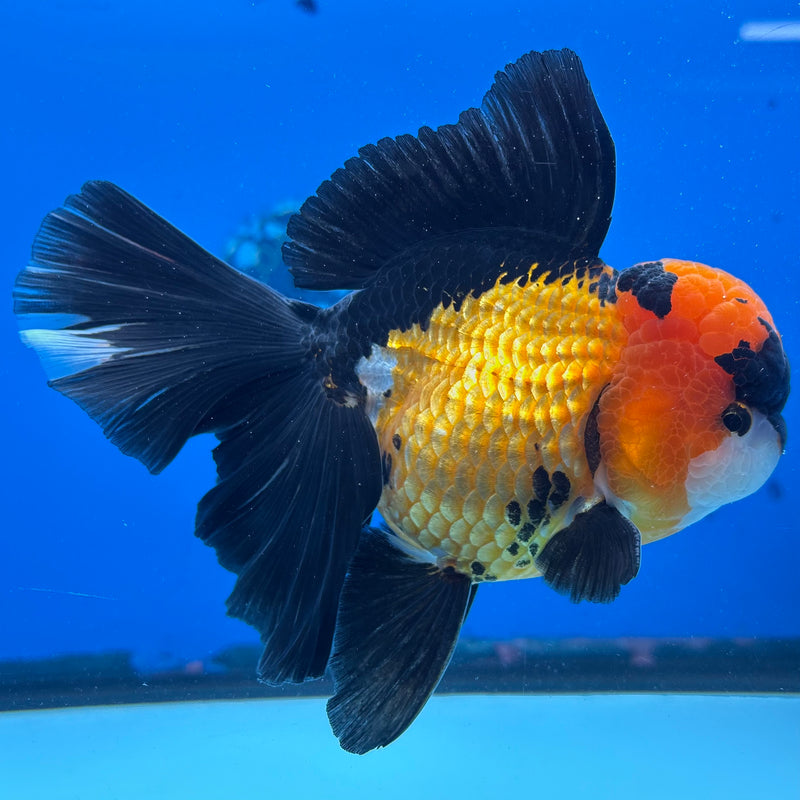 Thai Oranda Apache 3.5" Male(CK-1533)R2A06