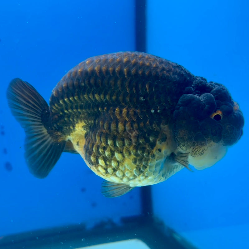 Thai Ranchu SPECIAL COLOR Apache 3.5” Body Male(CK-1110)R1A04