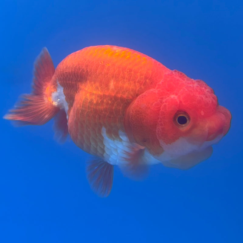 Thai Ranchu Red/White 3” Body Male(CK-827)R3A13