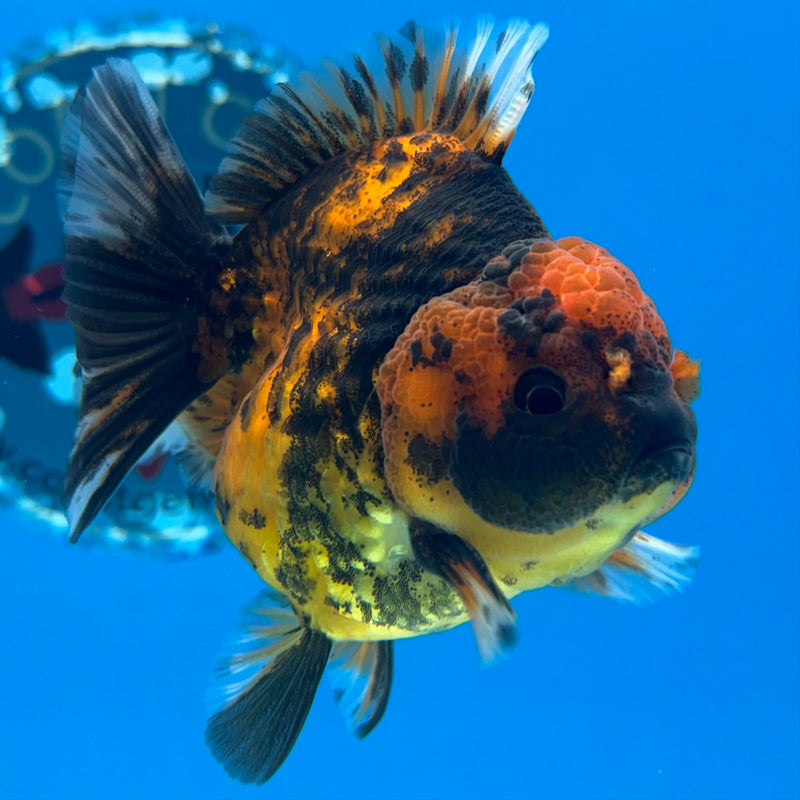 Thai Oranda Calico Tiger Yuanbao by SHOGUN 3” Body Male(CK-1169)R3A06