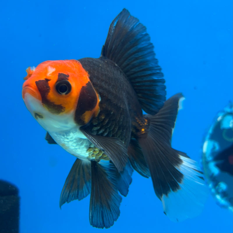 Thai Oranda Black Body Red Cap 3” Body Male(CK-869)R3A15