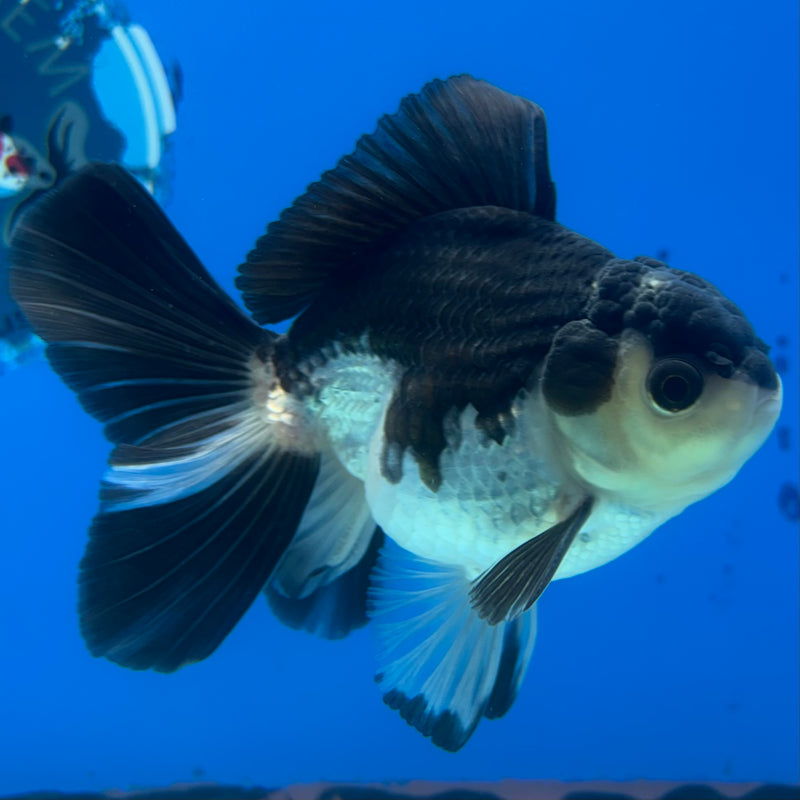 Thai Oranda Panda 3” Body Male(CK-1405)R1B09
