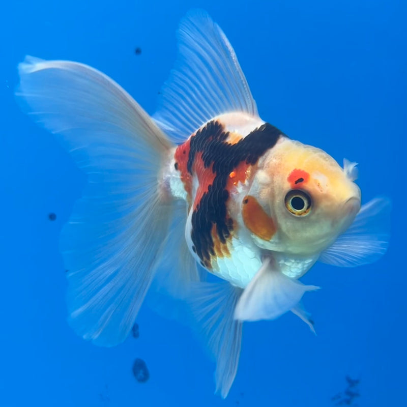 Thai Oranda Tri-Color 2.5” Body Male(CK-1421)R3B19