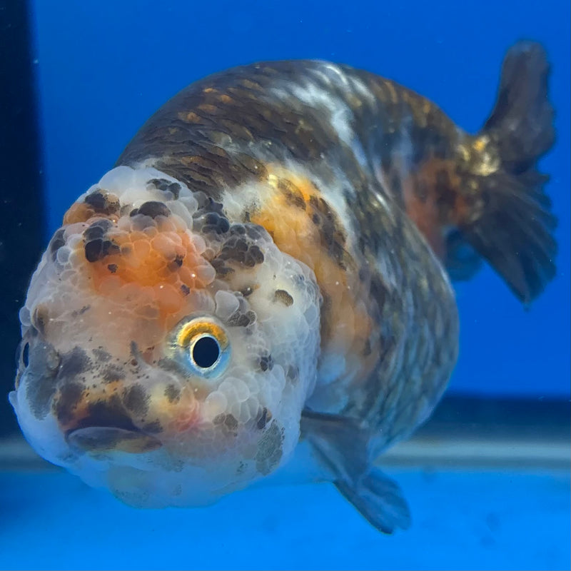 Chinese Ranchu Calico 4” Body Female(CK-1465)R2A09
