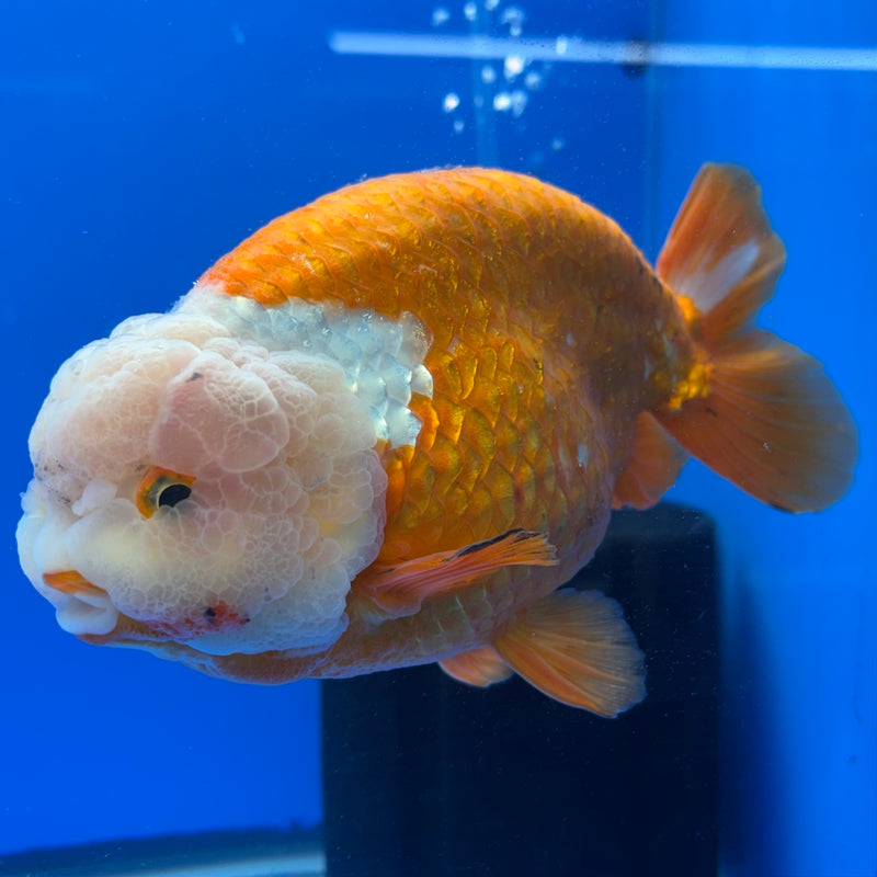 Thai Ranchu Lionchu Super Jumbo Red/White 6” Body Male(CK-764)SHOWTANK