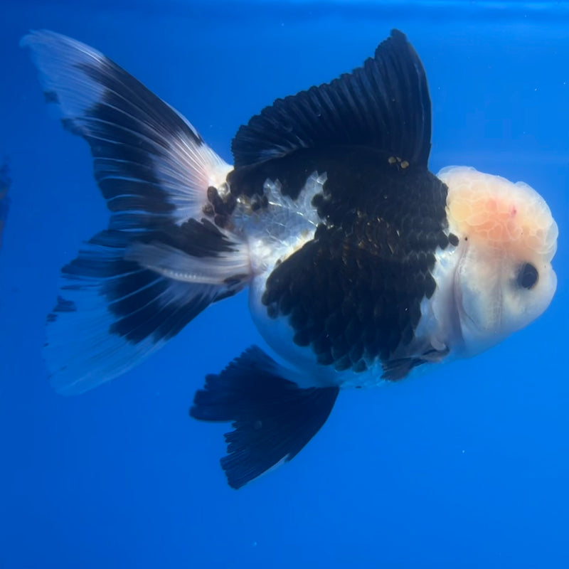 Thai Oranda Panda 3” Body Male(CK-1218)R1A09