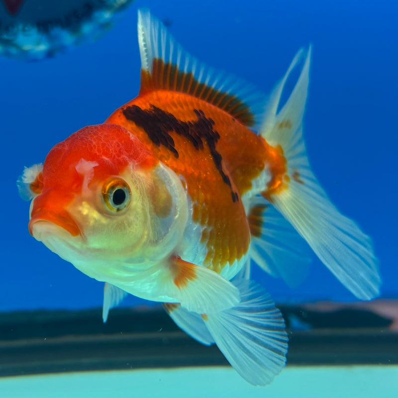 Thai Oranda Tri-Color 2.5” Body Female(CK-858)R3B16