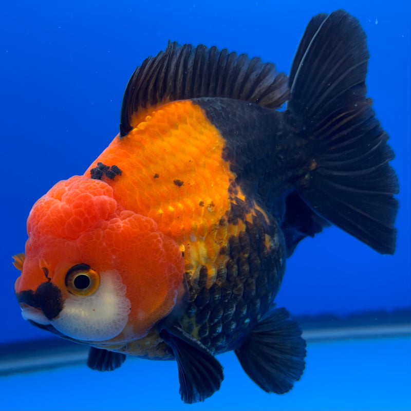 Thai Premium Oranda Yuanbao Apache 4” Body Male(CK-770)R1BlueTub4