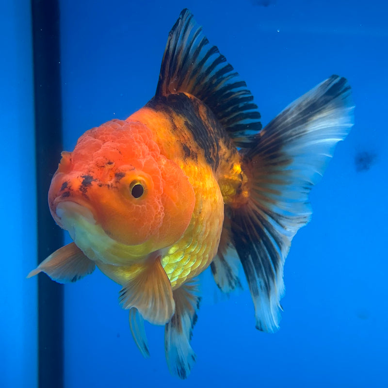 Thai Oranda Apache 3.5” Body Female(CK-1480)R2B16
