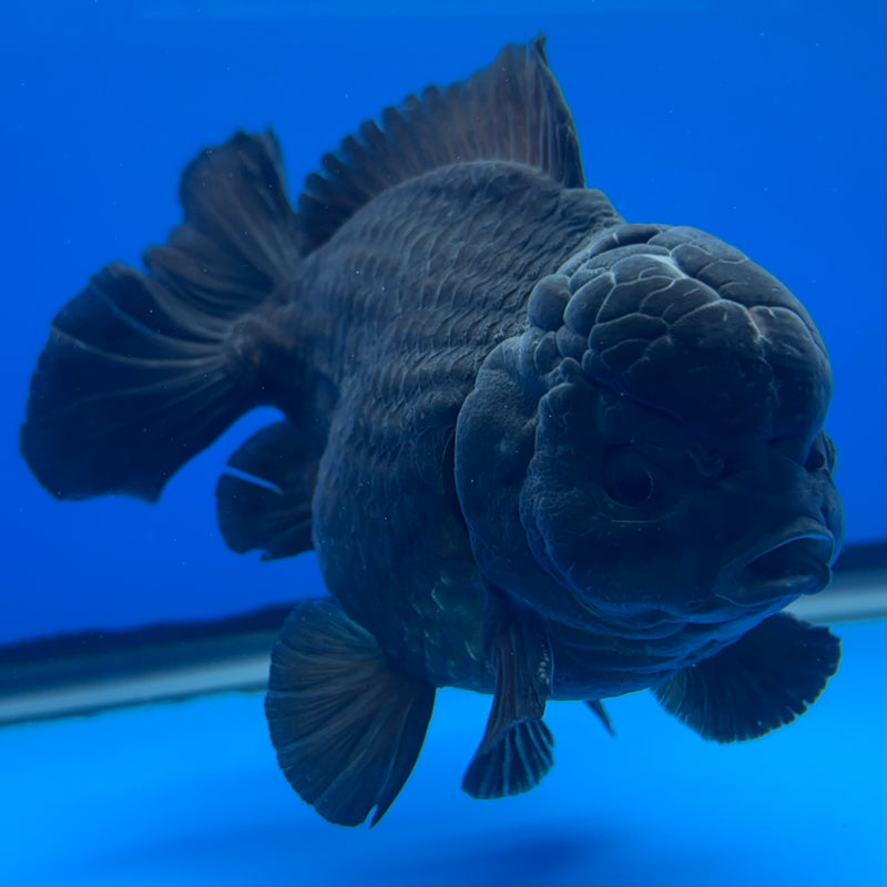 Thai Oranda JUMBO Full Black 4.5” Body Male(QGF-CK-1346)BLUETUB1