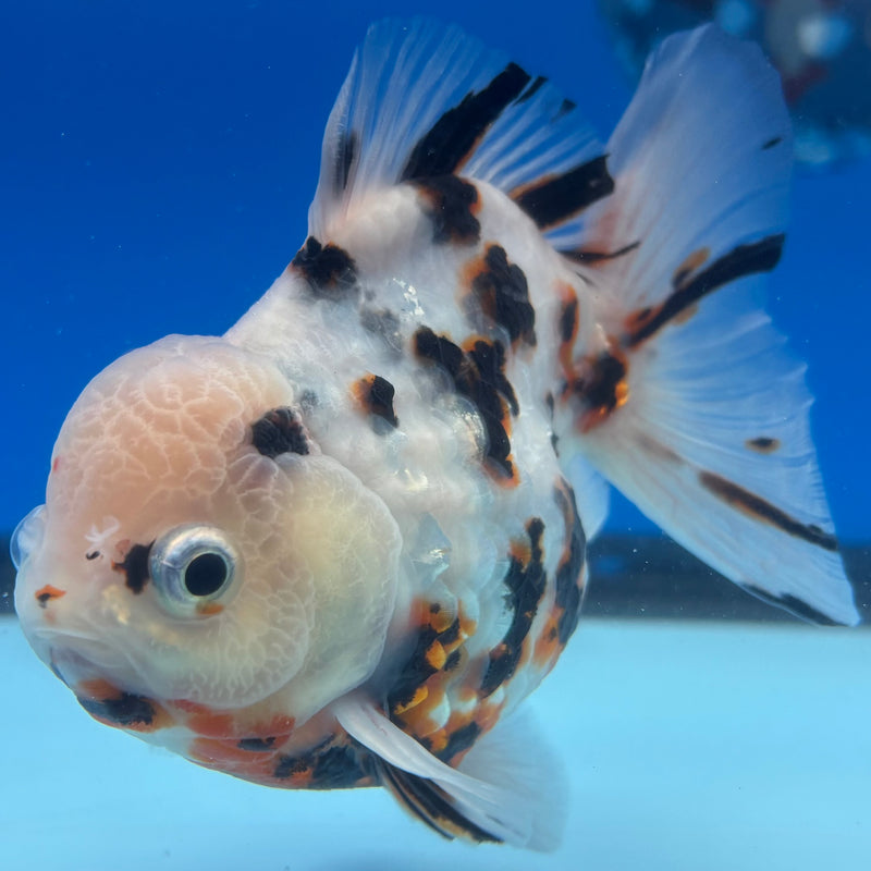 Thai Oranda Tri-Color Tiger Calico 3.5” Body Male(CK-1454)SHOWTANK2