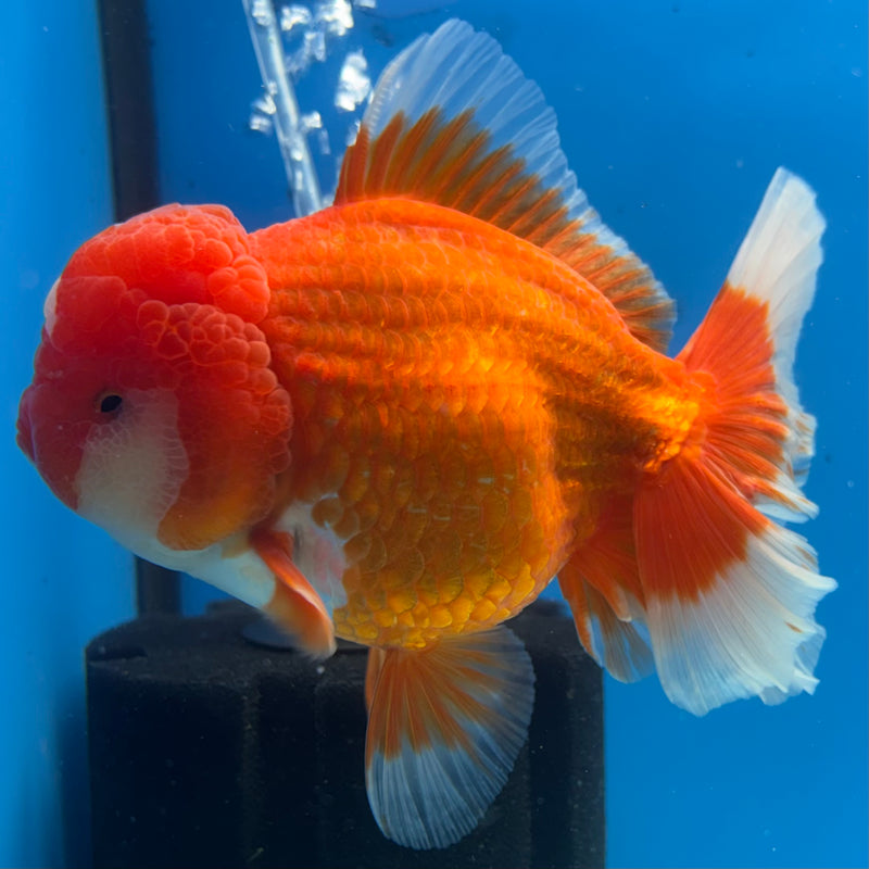 Thai Jumbo Oranda Red/White 4.5” Body Female(CRP-CK-1084)BLUETUB2