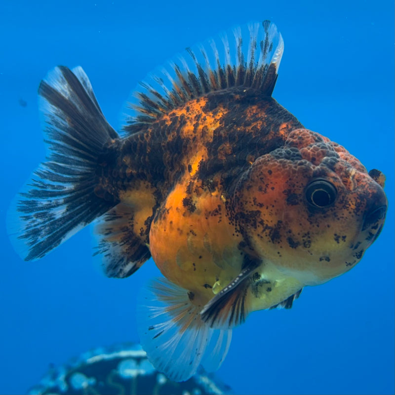 Thai Oranda SHOGUN 3” Body Male(CK-1160)R3A09