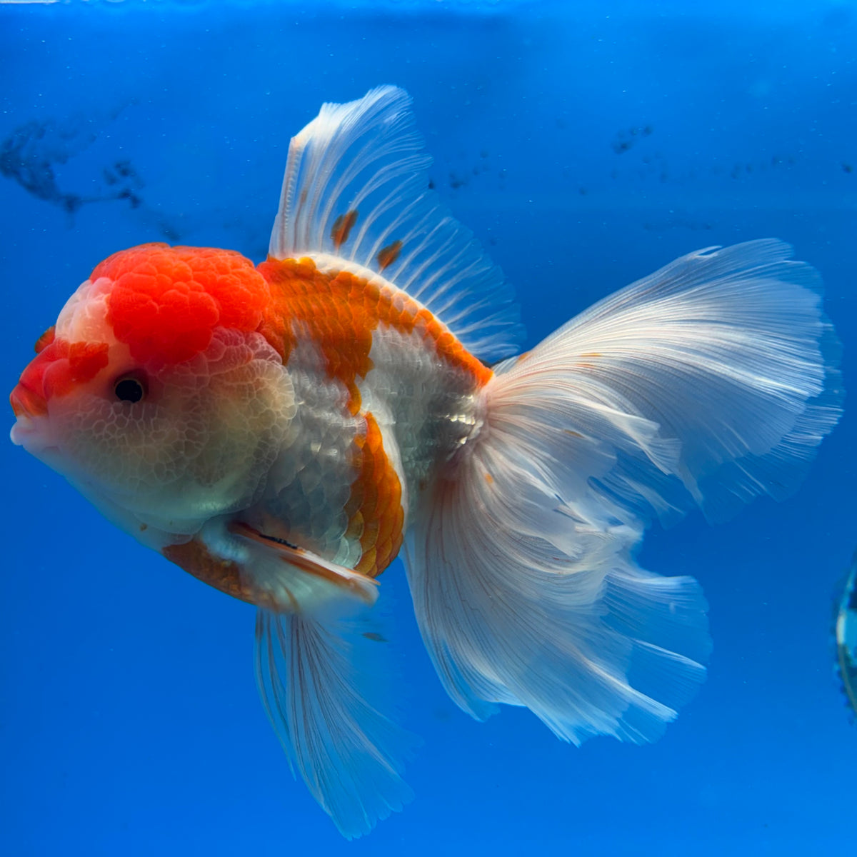 Thai Oranda Red/White 3.5” Male(CK-1624)R2A07