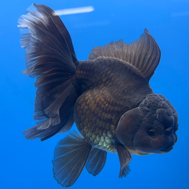 Thai Oranda Full Black 3.5” Body Female(CK-695)R1B07