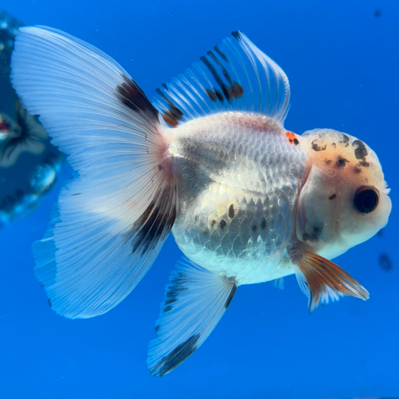 Thai Oranda Lemon Head Tri-Color 2.5” Body Female(CK-1013)R3B15