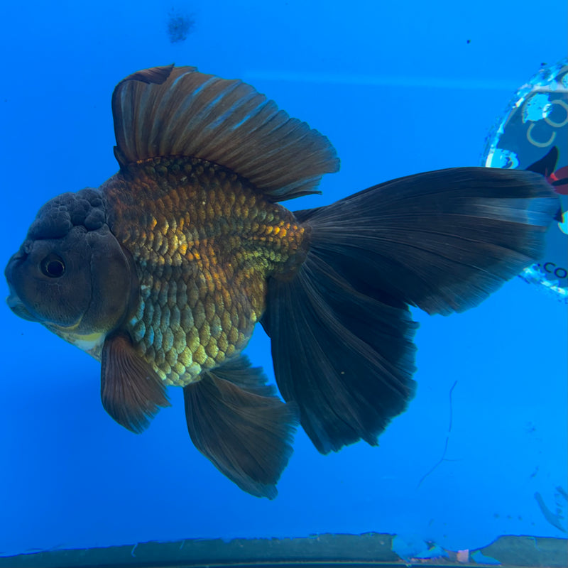 Thai Oranda Orchid Tail Full Black/Apache 3.5” Body Male(CK-1500)R2B24