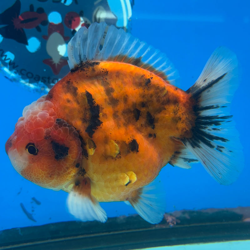 Thai Oranda Calico Tiger 3.5” Body Male(CK-1516)BLUETUB-D