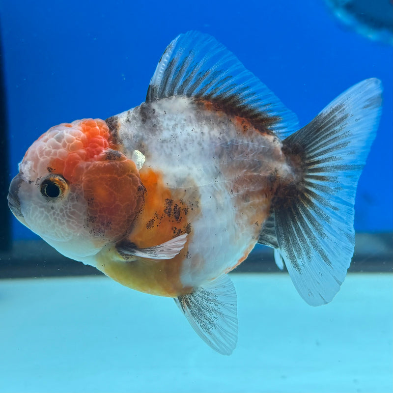 Thai Oranda SHOGUN 2.5” Body Male(CK-1019)R3B13