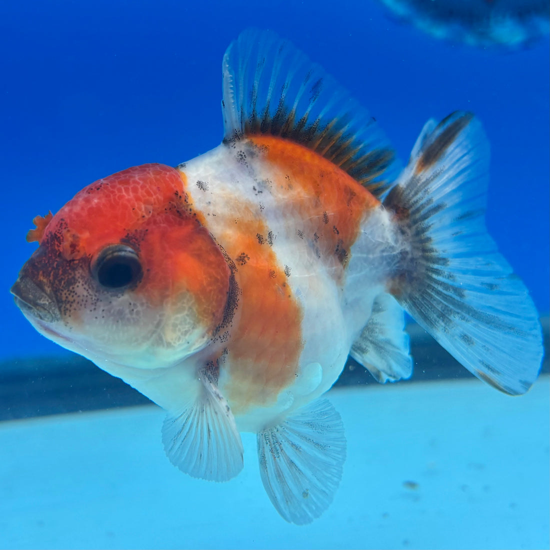 Thai Oranda Calico Yuanbao by SHOGUN 2.5” Body Male(CK-1587)R3B09