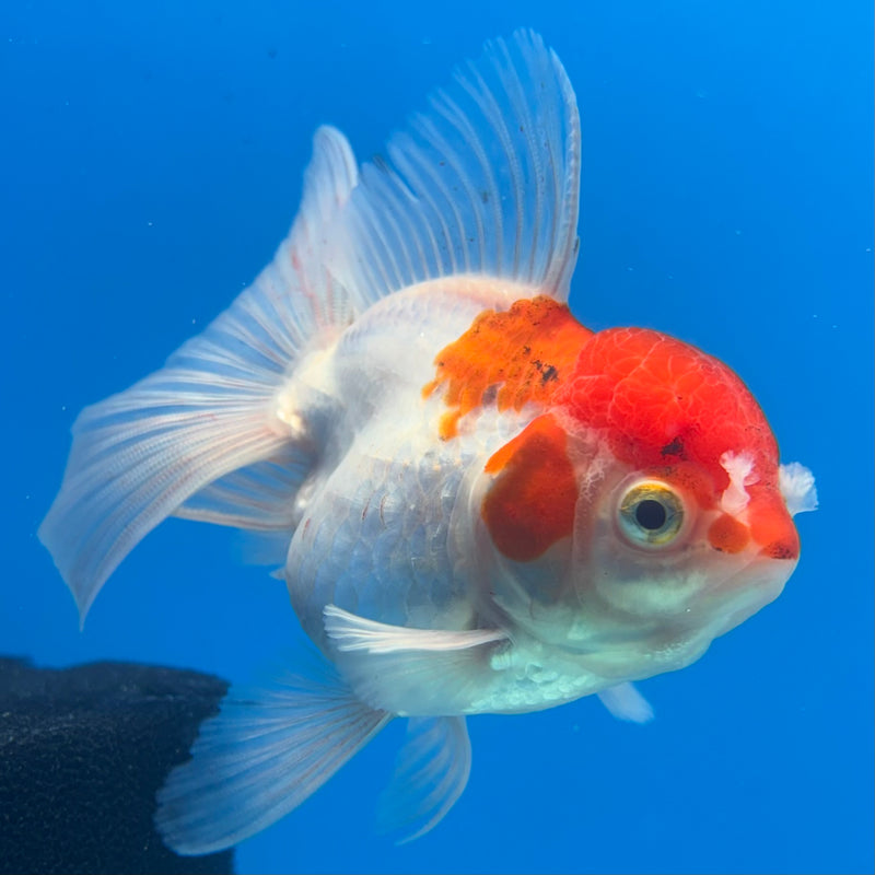 Thai Oranda Red/White 3” Body Female(CK-956)R3B13