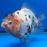 Thai Oranda Tri-Color Tiger 4" Male(NKT-CK-1567)BLUETUB-B