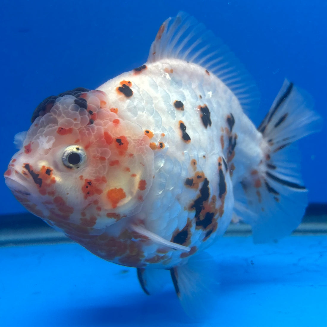 Thai Oranda Tri-Color Tiger 4" Male(NKT-CK-1567)BLUETUB-B