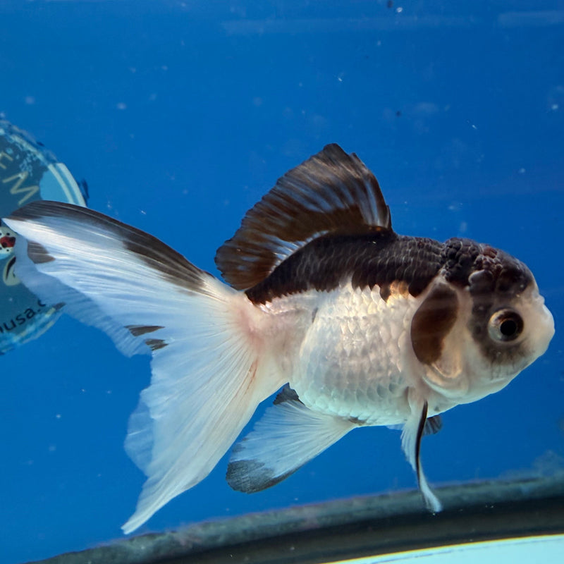 Thai Oranda Panda 2.5” Female (FEB-317)R3B08