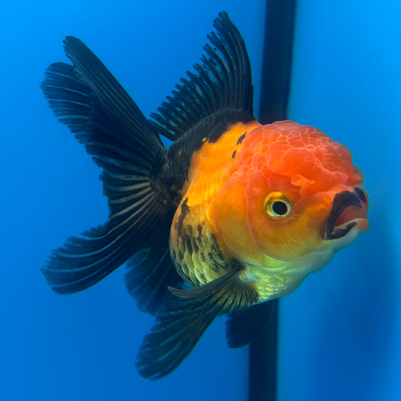 Thai Oranda Apache 3” Body Female(CK-958)R3B13