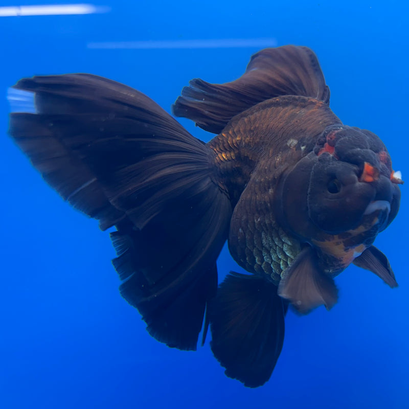 Thai Oranda JUMBO Black Body Red Cap 4” Body Female(QGF-CK-1336)BLUETUB1